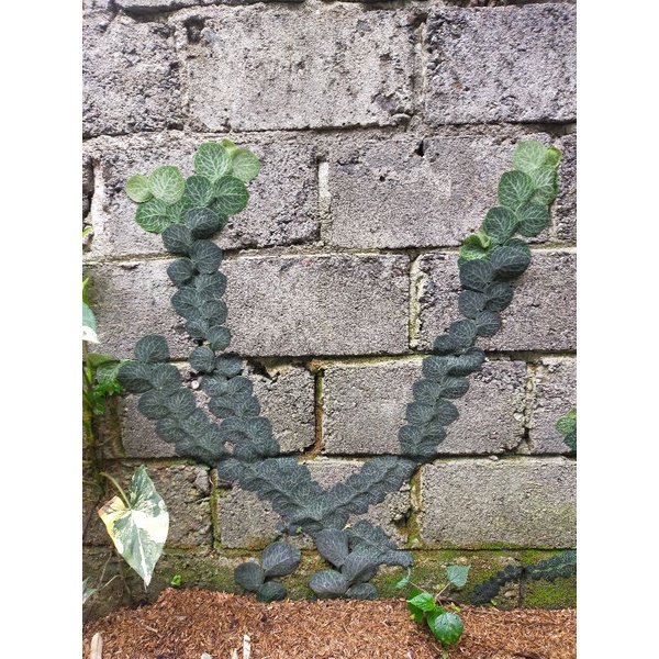 Rhaphidophora cryptantha spesies Papua new Guinea