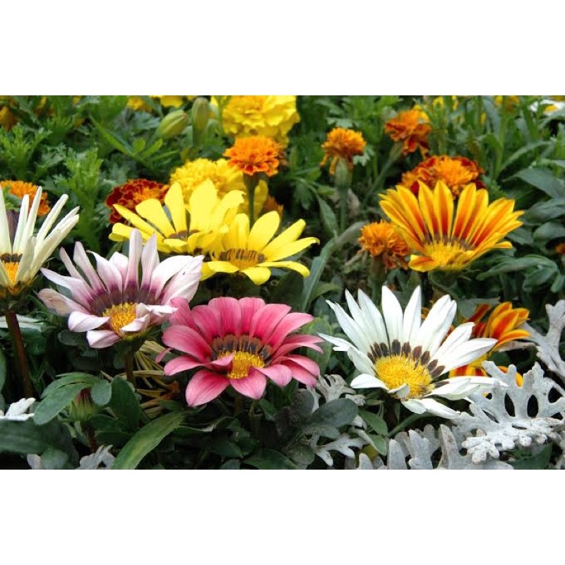 Benih Bibit Biji - Bunga Gazania Mix Sunshine Treasure Flower Seeds - IMPORT