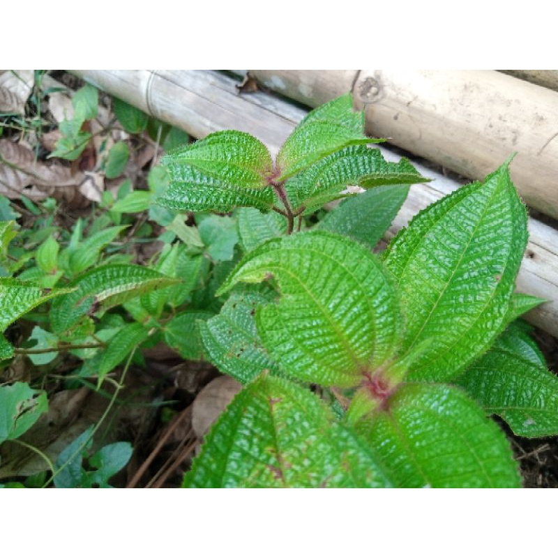 

Daun Harendong Bulu segar 250 grm