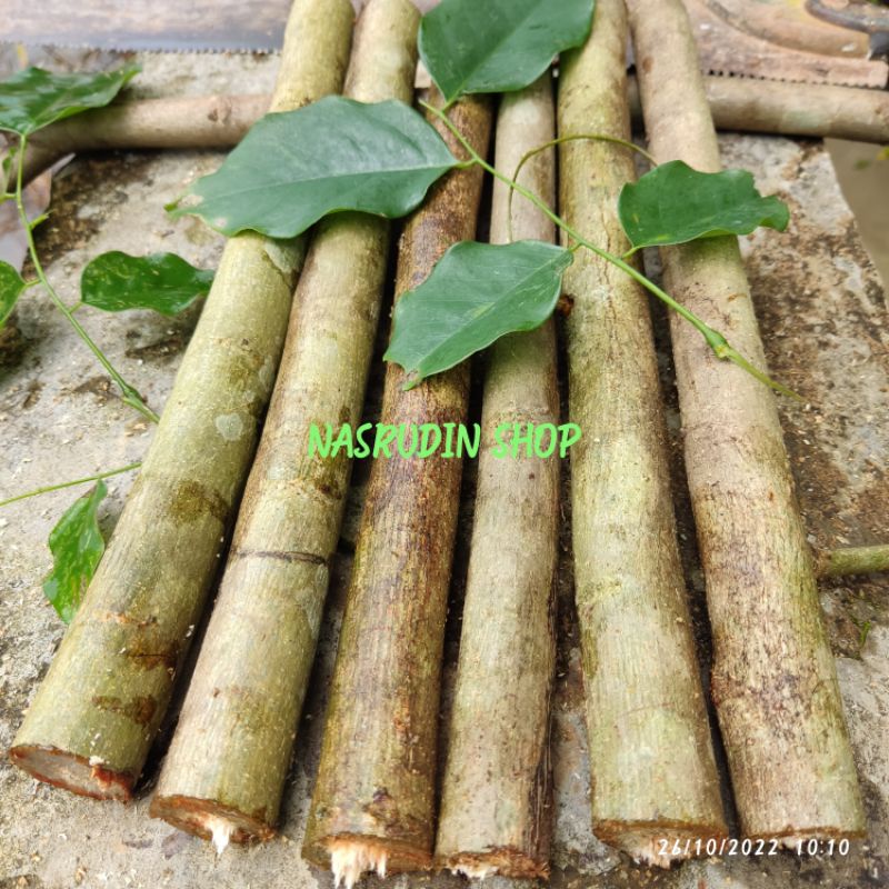 

[Fresh] BIBIT ANGSANA BIBIT STEK TANAMAN ANGSANA / PTEROCARPUS INDICUS / DAUN SONOKEMBANG / ASAN /