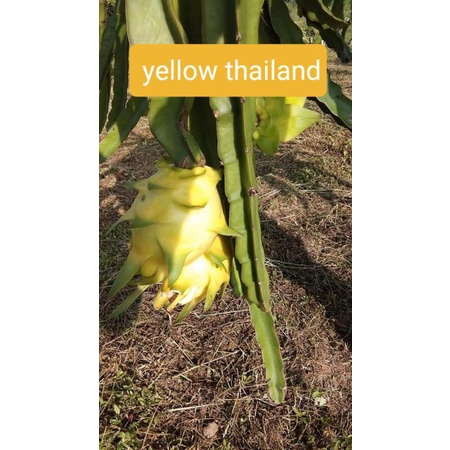 cutting buah naga golden