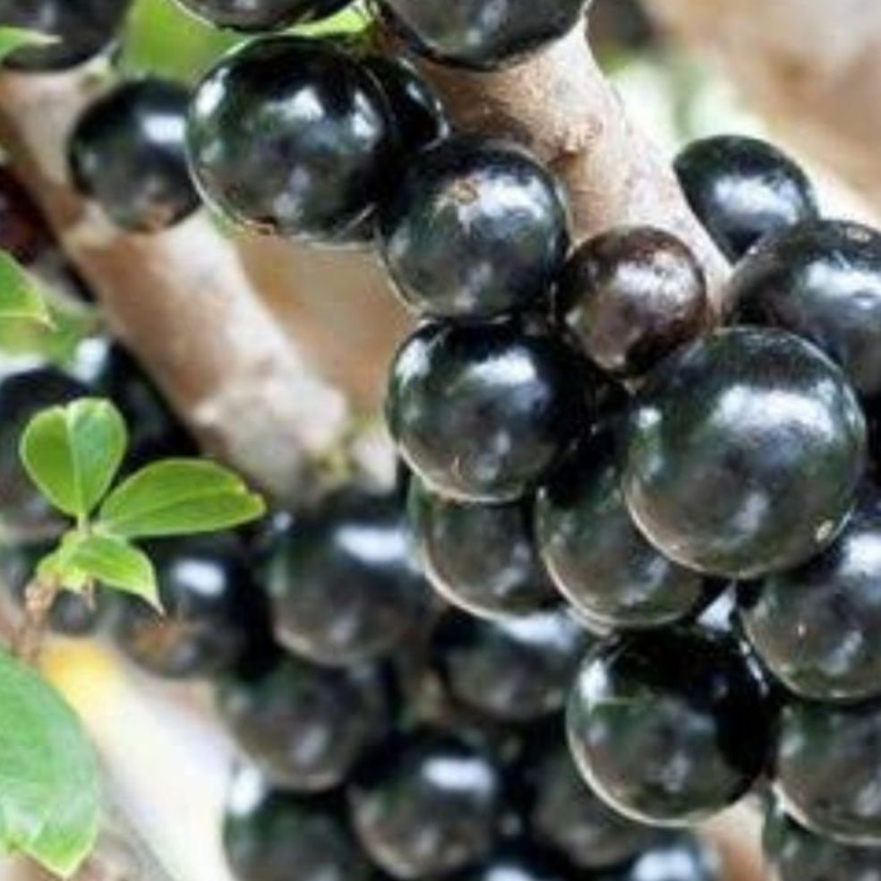 bibit pohon buah anggur brazil / bibit anggur brazil / pohon anggur brazil / tanaman buah anggur