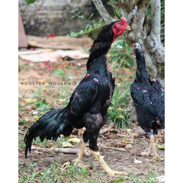 telur ayam oshamo japan