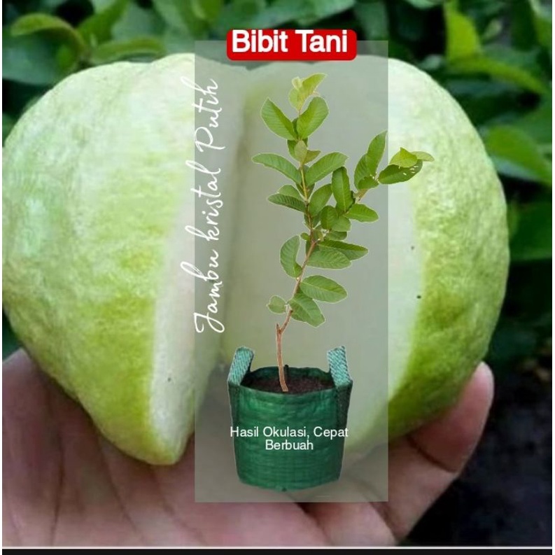 Bibit jambu kristal putih tanpa biji COD