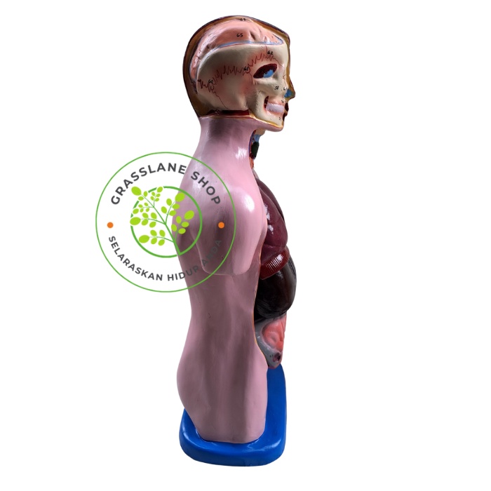 Phantom/Manekin/Manikin Organ Tubuh Manusia Torso Pria