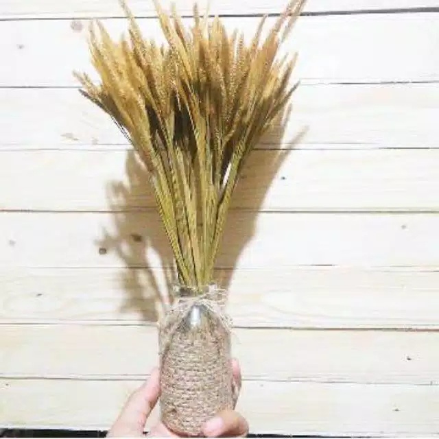 Bunga Oson-oson isi 50batang