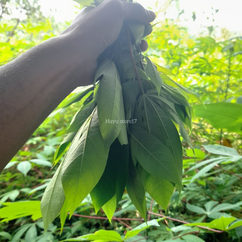 

Daun singkong Daun lalapan Daun Herbal