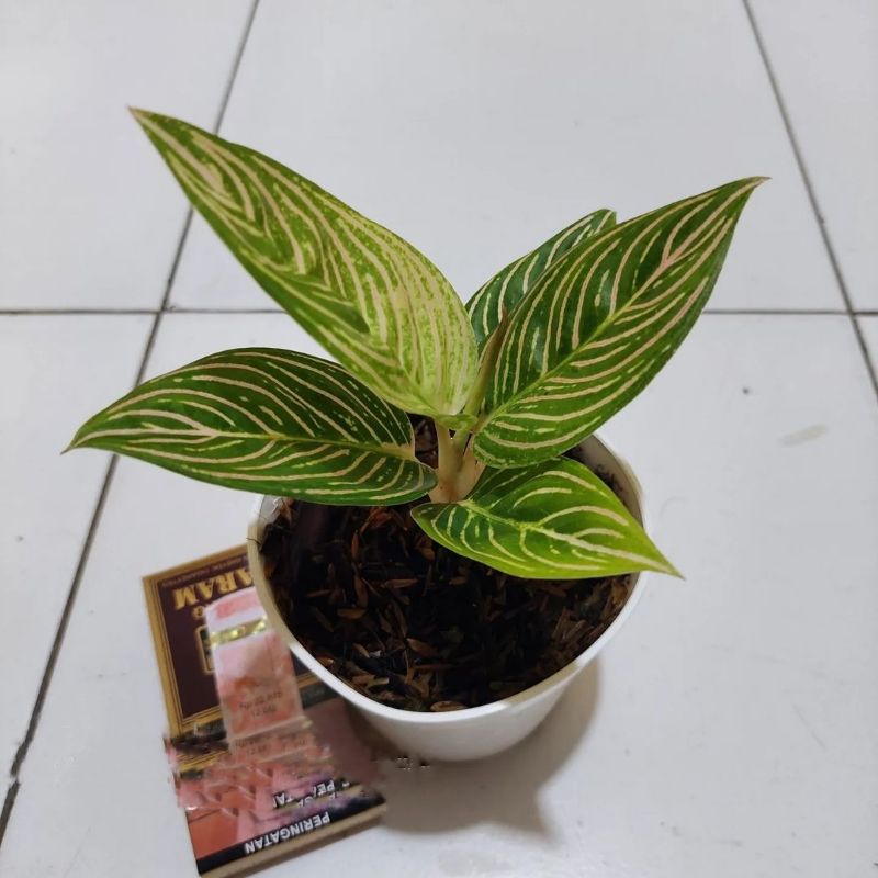 Aglonema golden hope