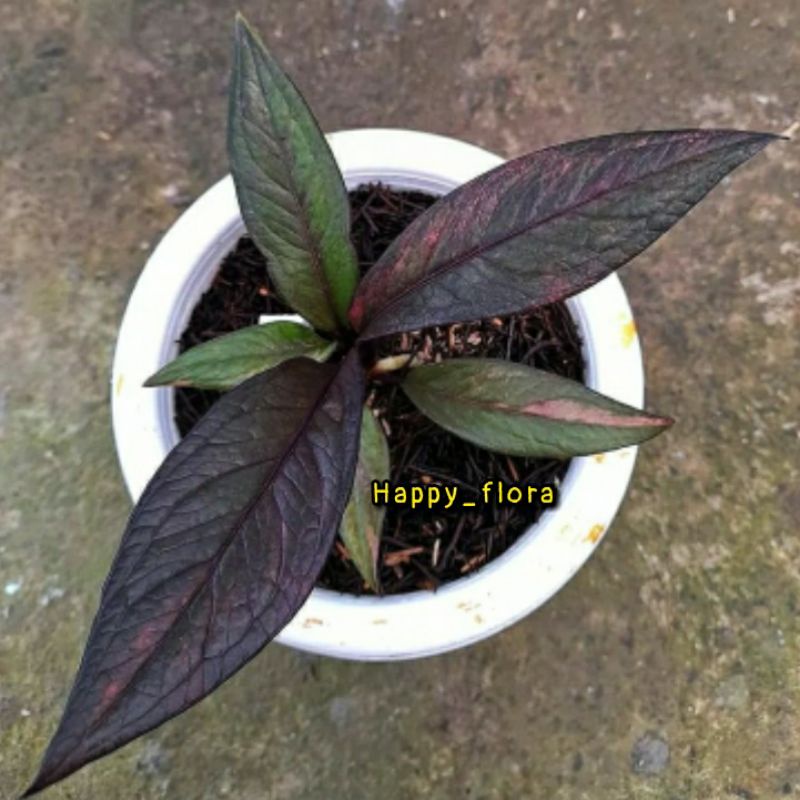 New Promo biji/benih anthurium red jemani variegata