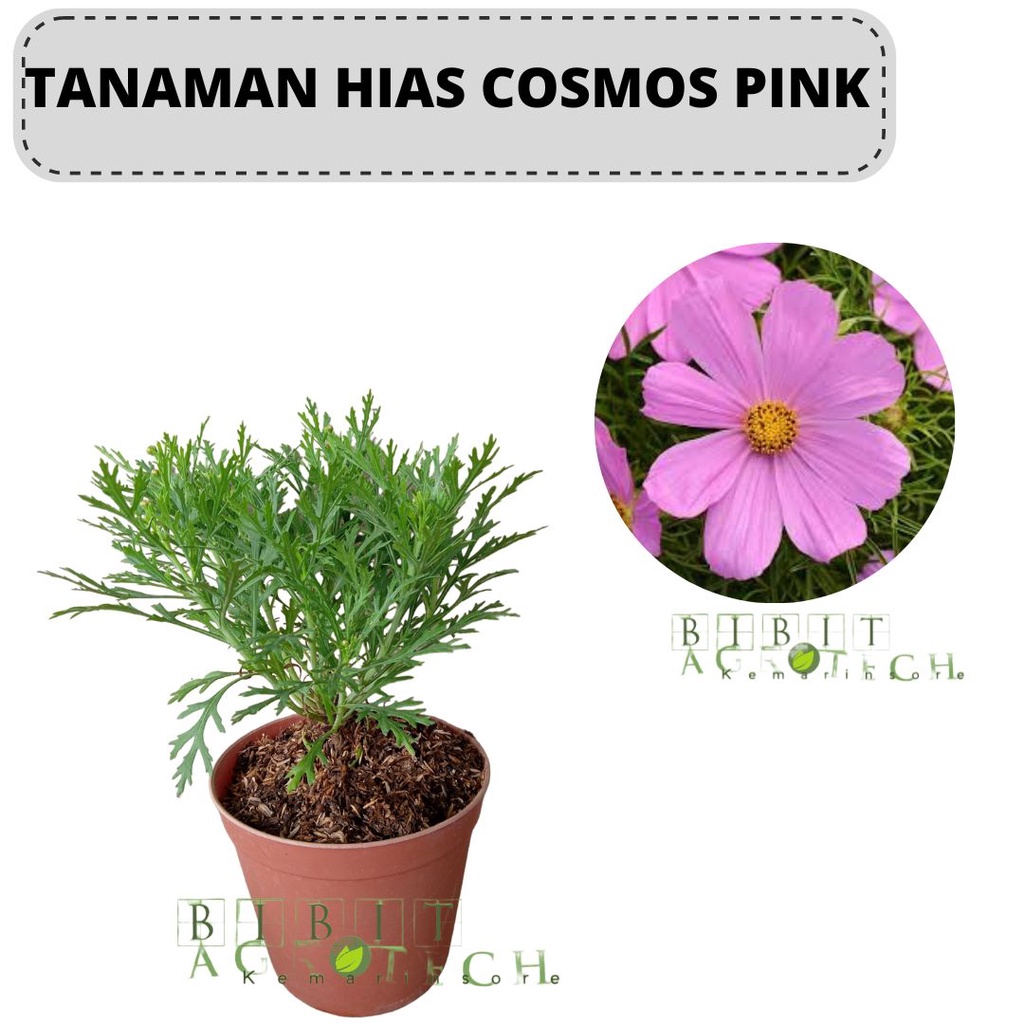 Bibit Tanaman Hias Bunga Cosmos Pink/ Bunga Daisy