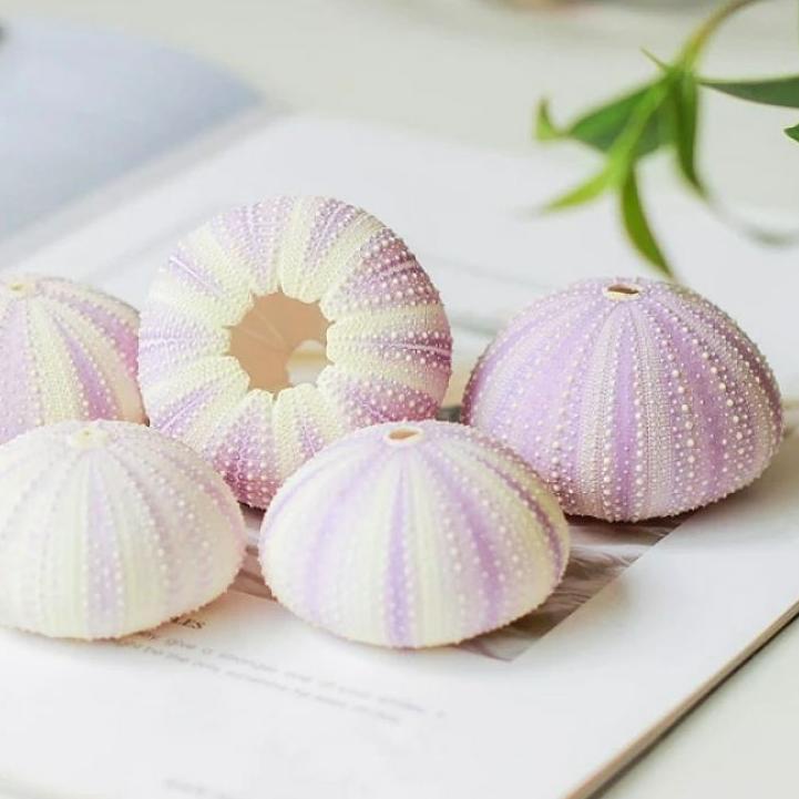 DISKON  4.4 CANGKANG LANDAK LAUT BULU BABI SEA URCHIN BONDART ECHINIDAE TILLANDSIA [KODE 059]
