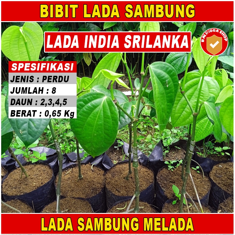 8 Bibit Lada Perdu India Sambung Melada