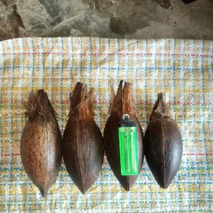 Terlaris Bibit / Bahan Bonsai Kelapa Mini / Minion super Termurah