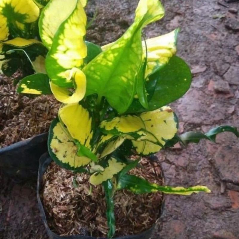 Tanaman Hias puring apel Andromeda/ pohon puring
