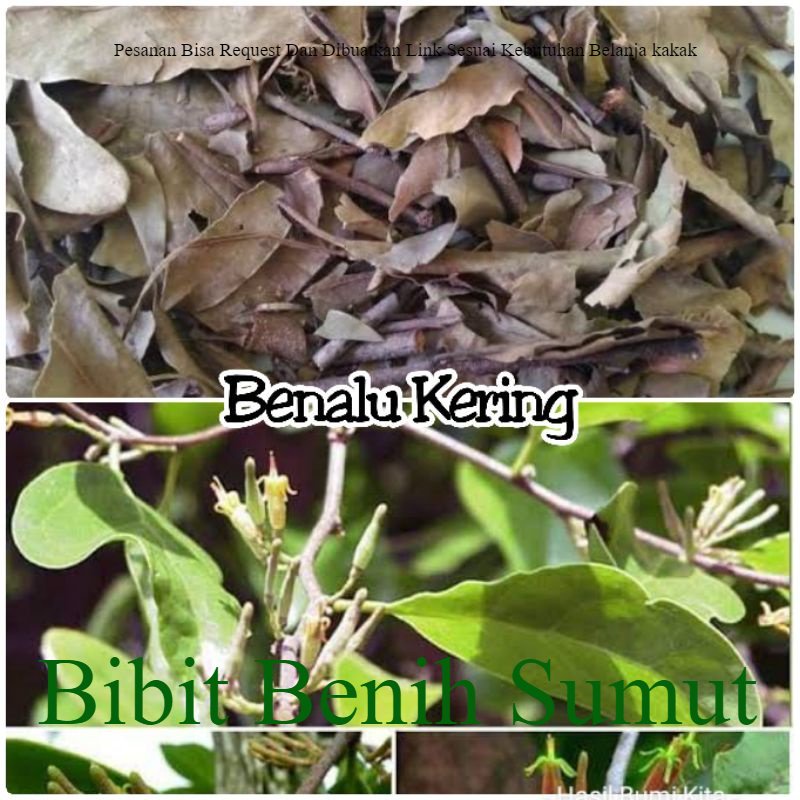 

Benalu Loranthus Kering 200 gram Bendalu menalu atau mendalu Kaya Manfaat Herbal Teh Bila ingin order banyak bisa kami buatkan link khusus ya kak