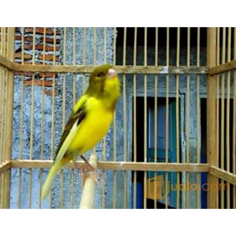 kenari loper bahan bon kuning body big