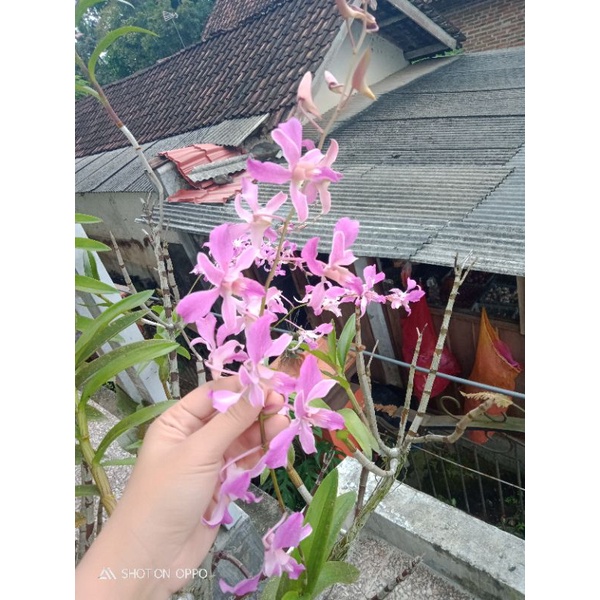 Anggrek superbien keiki