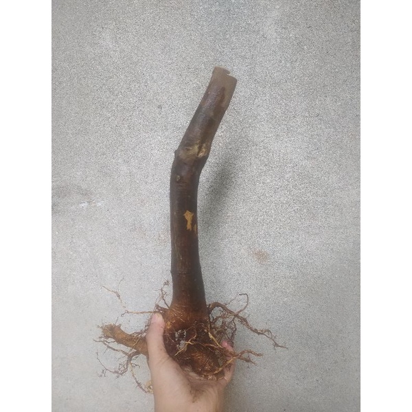 Bahan jeruk kingkit dongkelan siap tanam