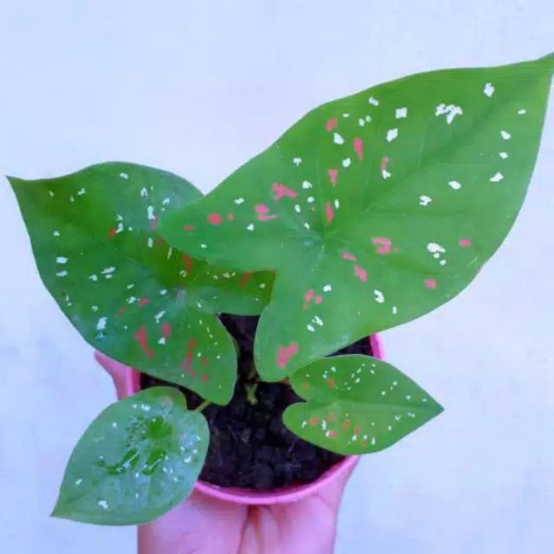 KELADI BERCAK MERAH PUTIH