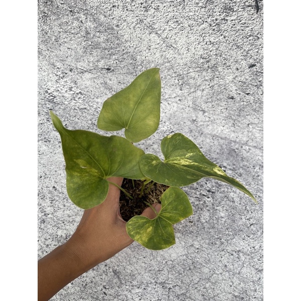 Anthurium corong variegata - anthurium brownii variegata