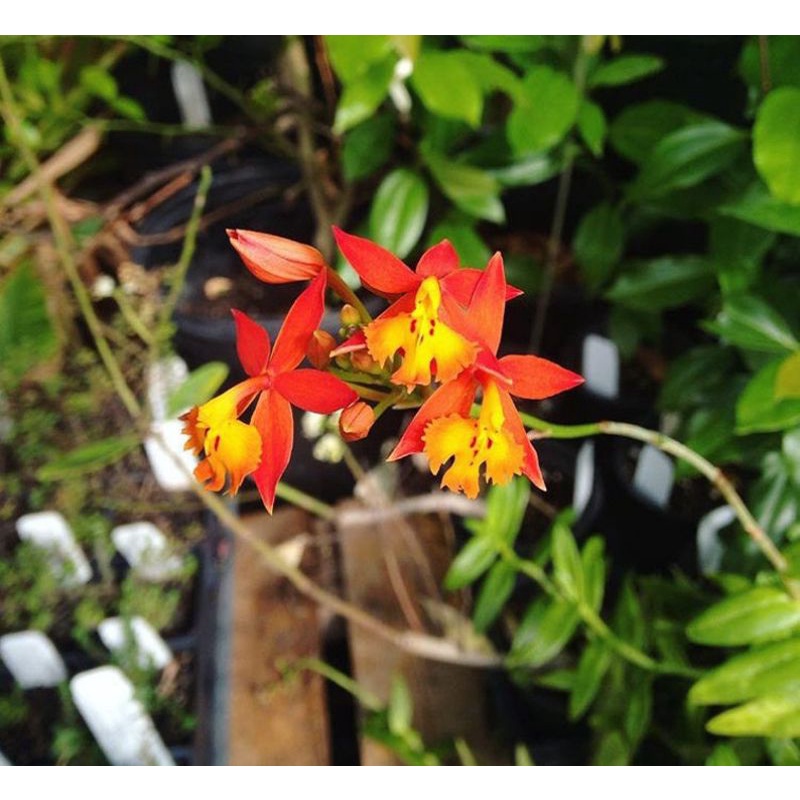 Anggrek epidendrum langka / tanaman hias anggrek tanah / anggrek epidendrum epipogium aphyllum (epid