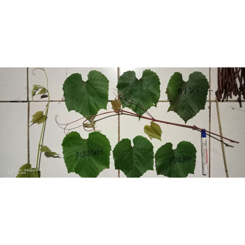 Cutting Rootstock/RS Paulsen (PGV) batang bawah import