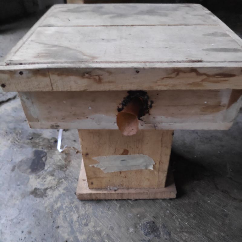 klanceng terminata / trigona jenis terminata