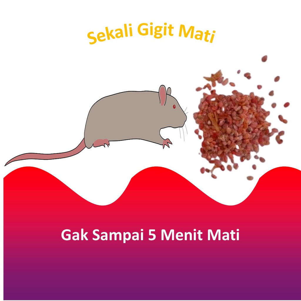 racun tikus mati kering dan tidak bau