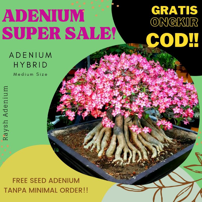 TERMURAH | Pohon Adenium Karakter GODJI, NOMSOD DD, OWNJAM dll | ADENIUM JOGJA | KAMBOJA JEPANG