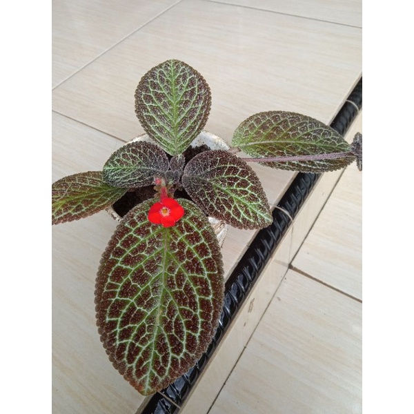 episcia karlyn bunga merah