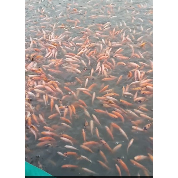 

ikan nila Bangkok per 500 ekor
