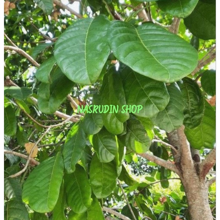 

DAUN HANTAP SEGAR LANGSUNG PETIK