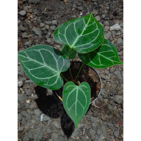 Tanaman hias anthurium regale greg