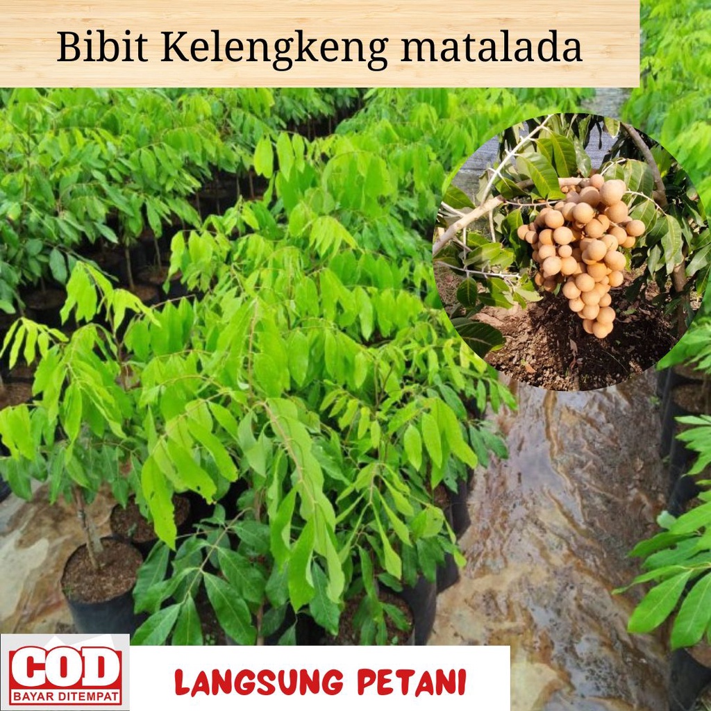 GROSIR! Pohon Kelengkeng Matalada / Tanaman Kelengkeng Matalada / Bibit Kelengkeng Matalada Berbunga