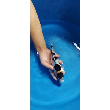 IKAN KOI JENIS GOROMO SIZE 22CM