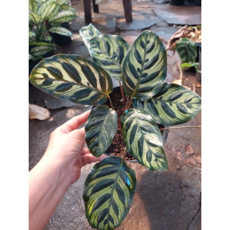 Tanaman hias calathea makoyana / calatea makoyana import v2 / makoyana import original