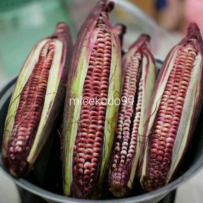 JAGUNG KETAN UNGU PULUT SEGAR GLUTINOUS CORN FRESH
