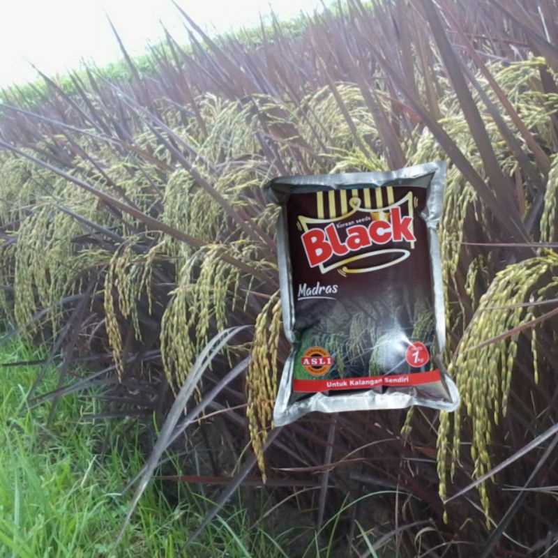 Benih Padi Black Madras