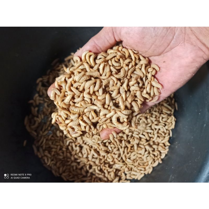 COD - MAGGOT BSF FRESH HIDUP PAKAN ALTERNATIF CHANA,UNGGAS,BURUNG,IKAN 100gram
