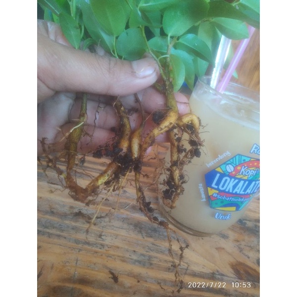 Ficus caudex beringin mlenuk, ficus benjamina / ringin