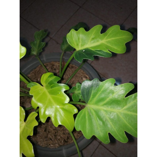 Thaumatophyllum Xanadu Variegata,