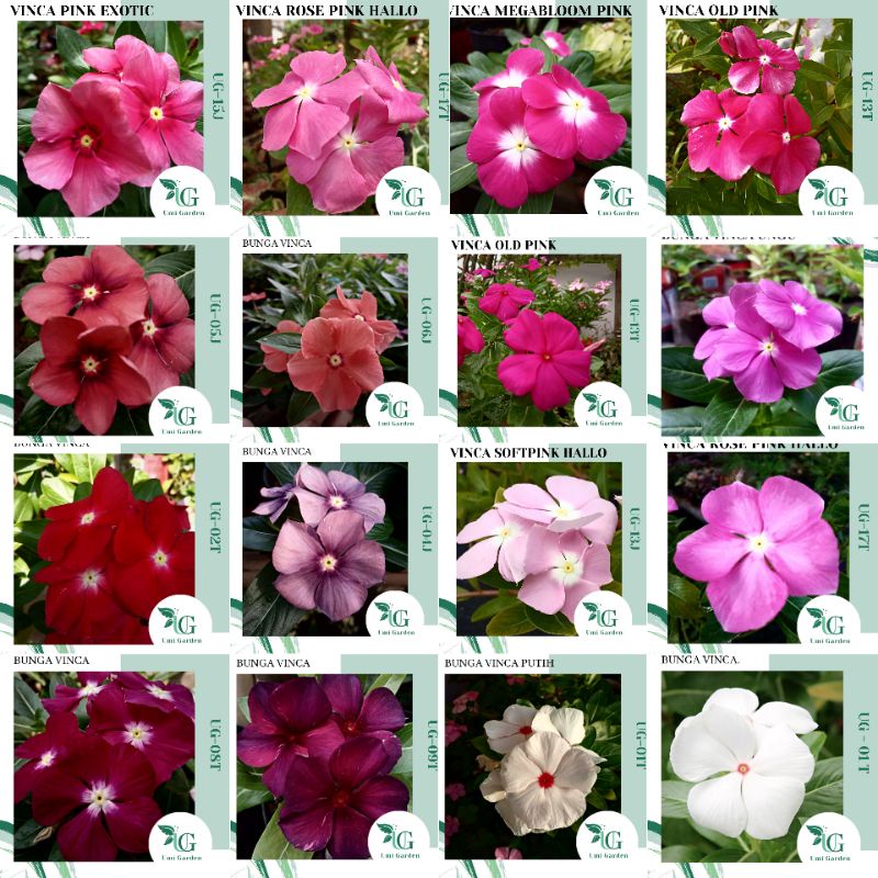 Aneka Warna Benih Bunga Vinca Biji Tanaman Hias Tapak Dara Putih Merah Ungu Pink Orange Polkadot Bur