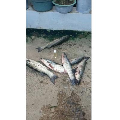 UA.18Oc22p ◦ essen,umpan pancing,umpan pancing essen,Essen Tenggiri,esen ikan mas,essen ikan mas, es