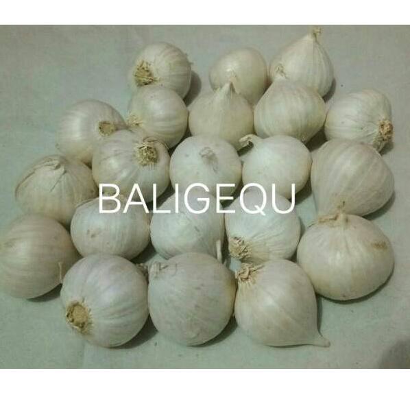 

✨SHOPEE MALL✨ Bawang Putih Tunggal / Lanang 250 gram !!