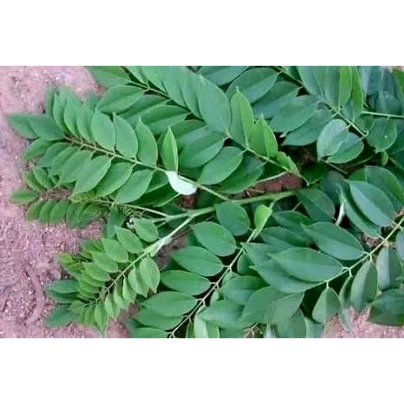 Paket 1kg Pohon Gamal Stek pohon Gamal