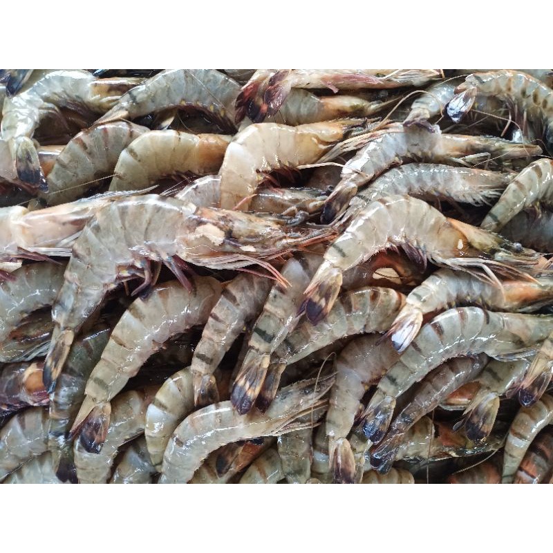 

Udang Pacet Sedang 1 kg Fresh