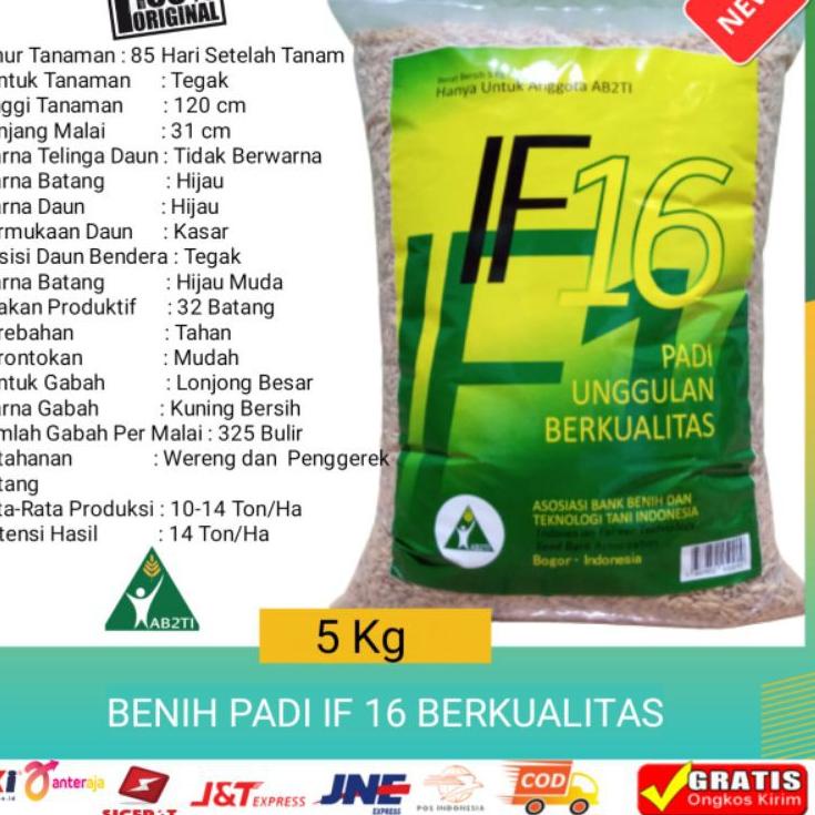 KTI.18Oc22c ◦ Benih bibit padi unggul IF 16 5kg berkualitas