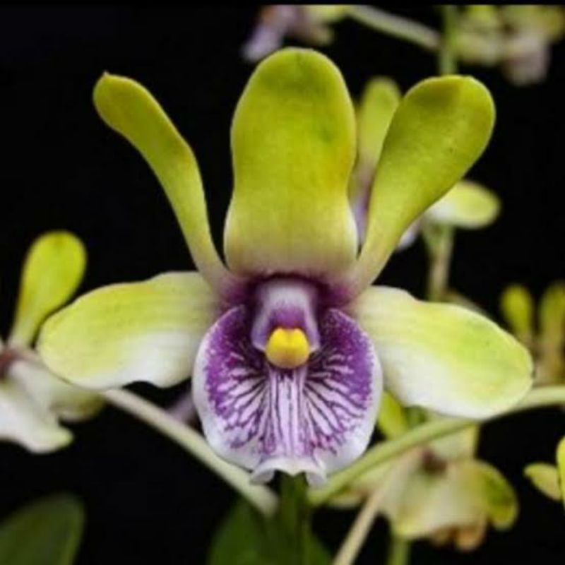 Anggrek Dendrobium sp  papua violaceoflavens  Anggren Besi