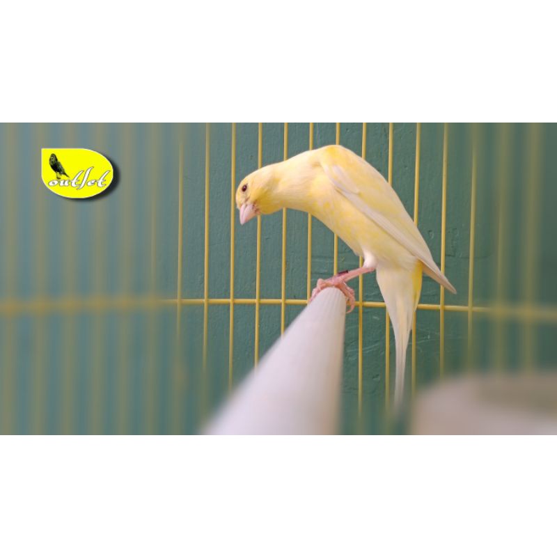 Kenari Scoot Fancy (SF) ring: FOi22 postur Grade A' Gacorrr