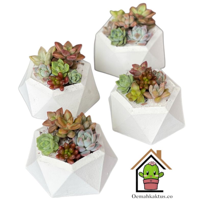 Baby Kaktus Sukulen 4Ribu 6pcs
